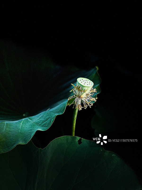 残荷满图片素材