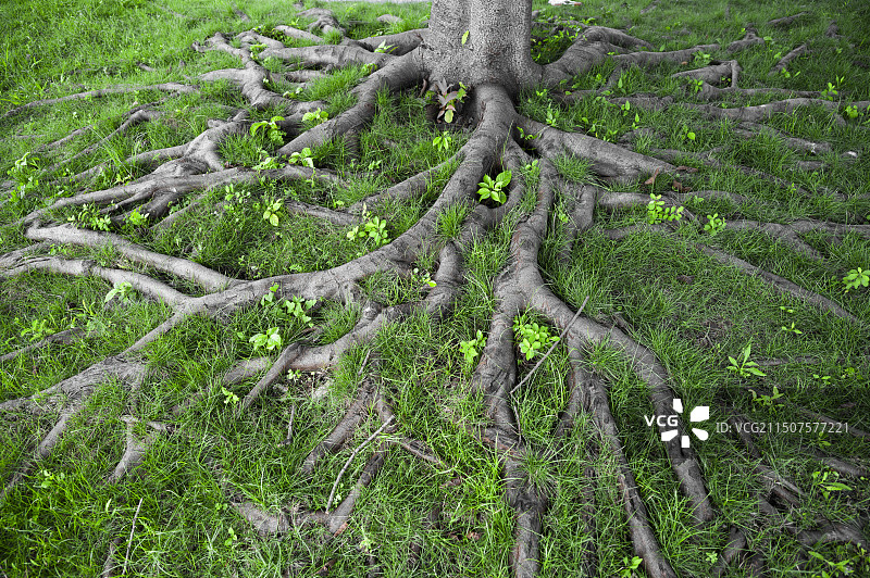 错综复杂的大树根系图片素材