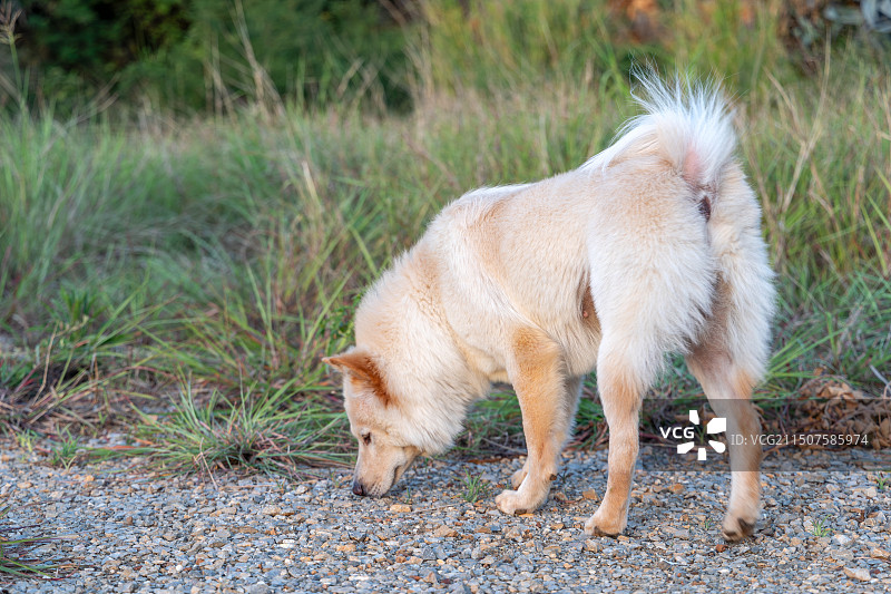 狗狗的好奇心图片素材