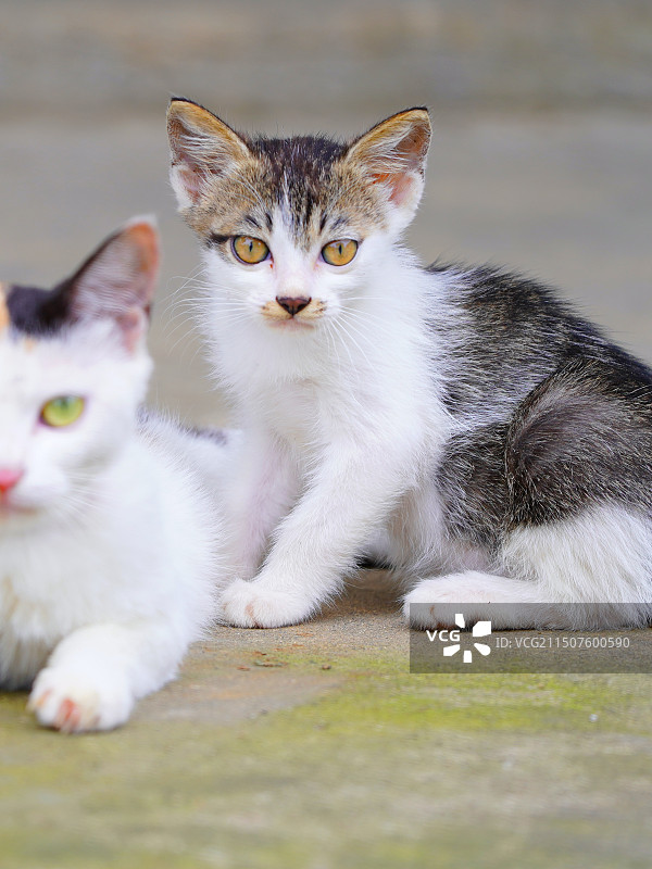 两只可爱的三花猫图片素材