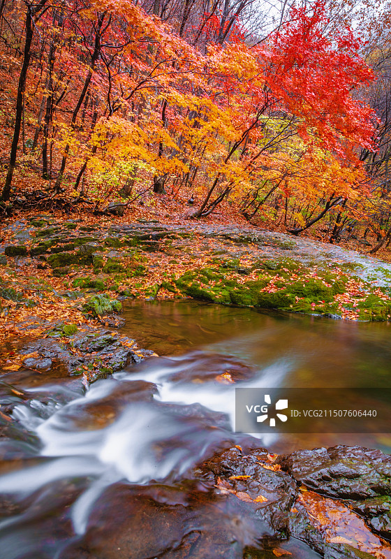 本溪关门山枫叶图片素材