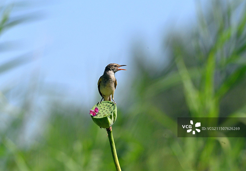 大苇莺图片素材