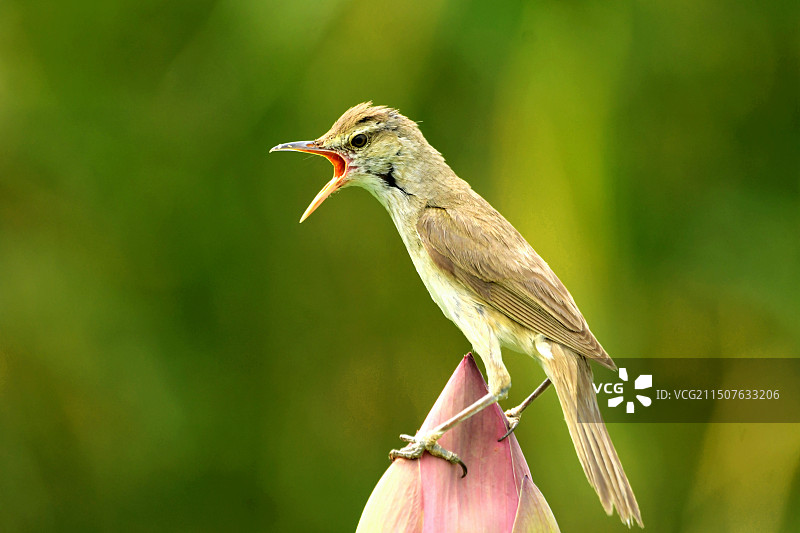 在荷包上放声高歌的大苇莺图片素材