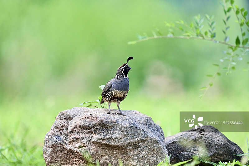 珠颈斑鹑图片素材