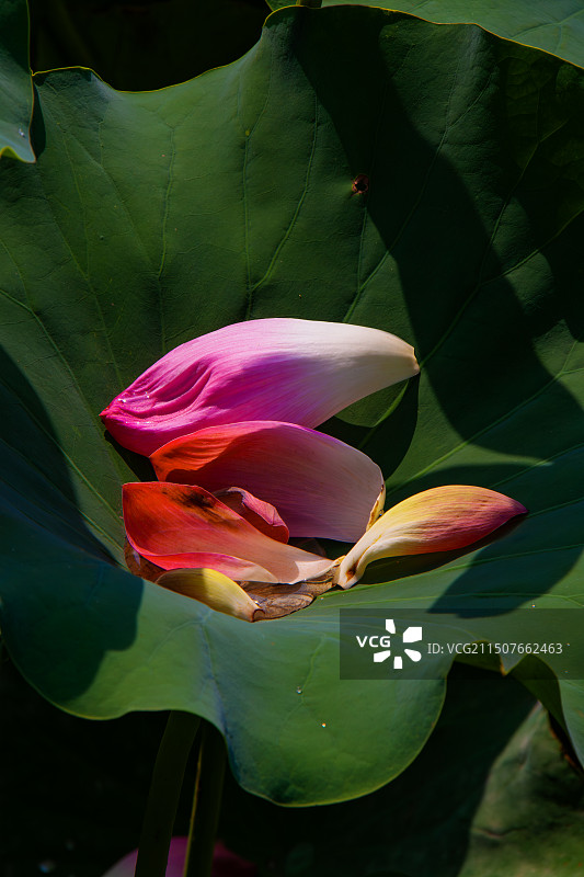 漳泽湖十里荷塘雨后荷花盛开美景特写图片素材