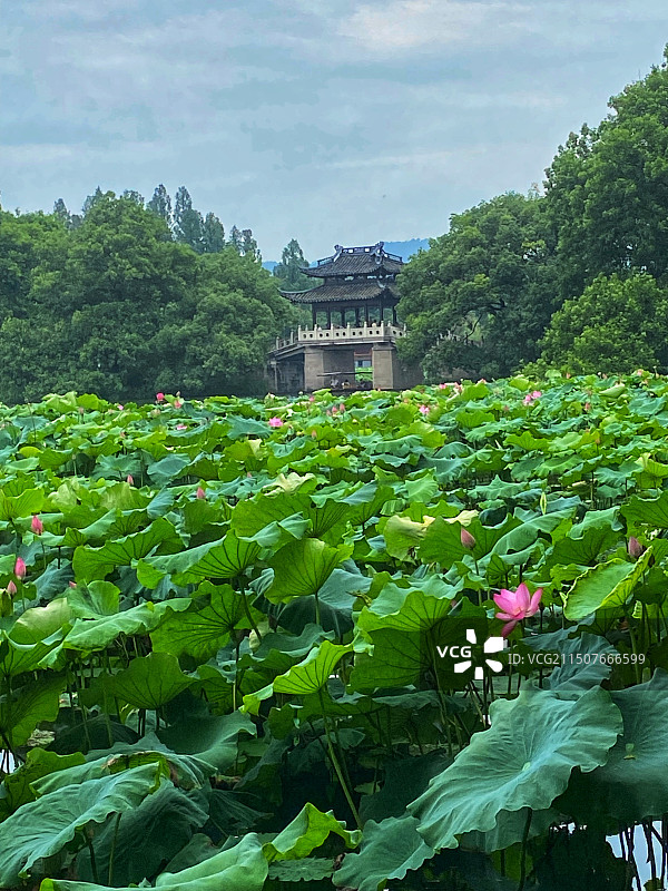 杭州西湖风景名胜区曲院风荷图片素材