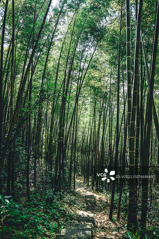 重庆茶山竹海图片素材