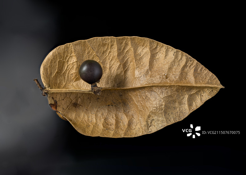 栾树种子图片素材