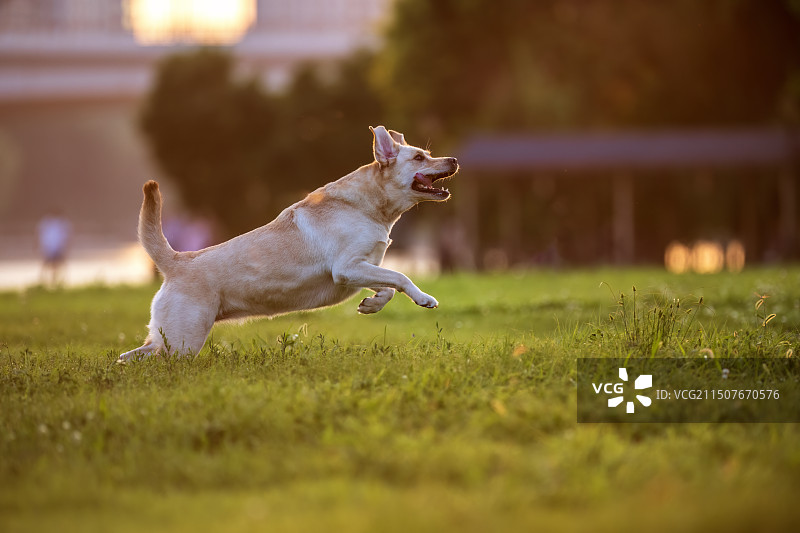 拉姆拉多犬图片素材