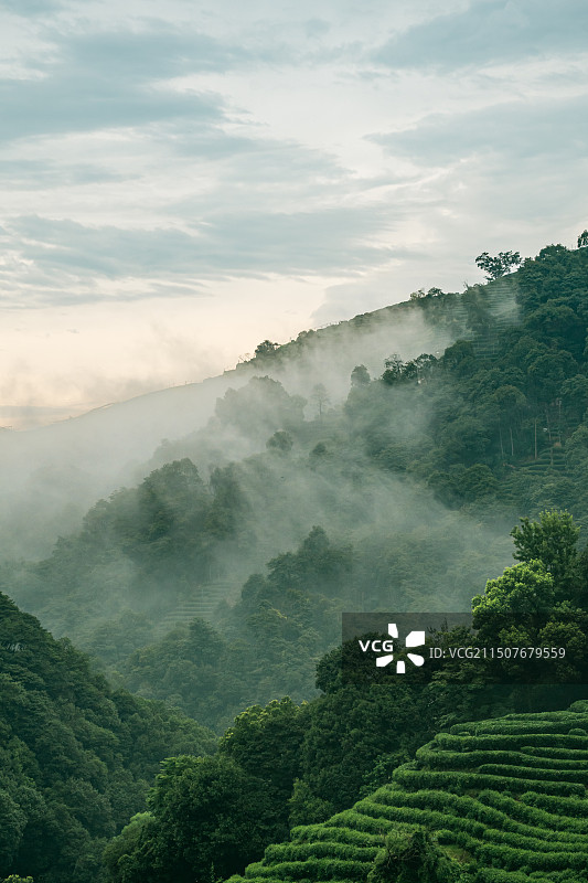 阴雨天云雾缭绕的西湖龙井茶山图片素材