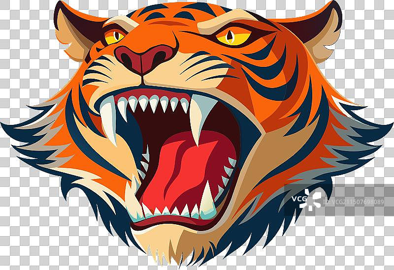 咆哮老虎的特写图片素材