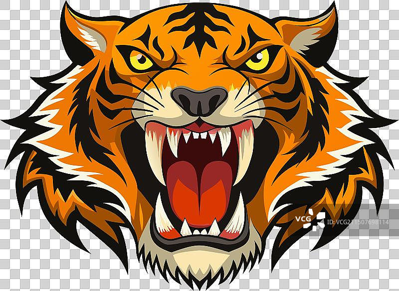 咆哮老虎的特写图片素材