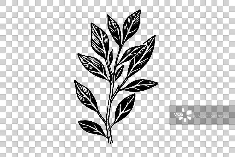 手绘极简植物墨水草图图片素材