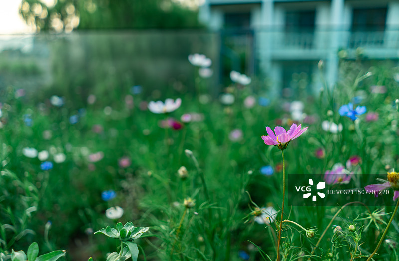 中国露台花园拍摄主题，园林里一片盛开的红色白色粉色的秋英野生植物特写，户外白昼无人图像摄影图片素材