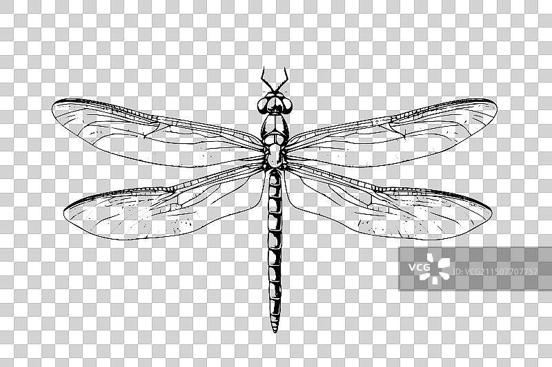 蜻蜓手绘墨水雕刻风格草图图片素材