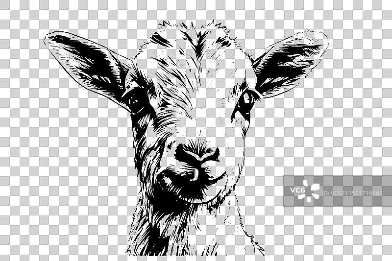 可爱小山羊头手绘水墨素描图片素材