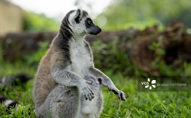 东莞市香市动物园图片素材