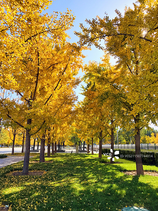 奥林匹克森林公园秋天银杏林图片素材