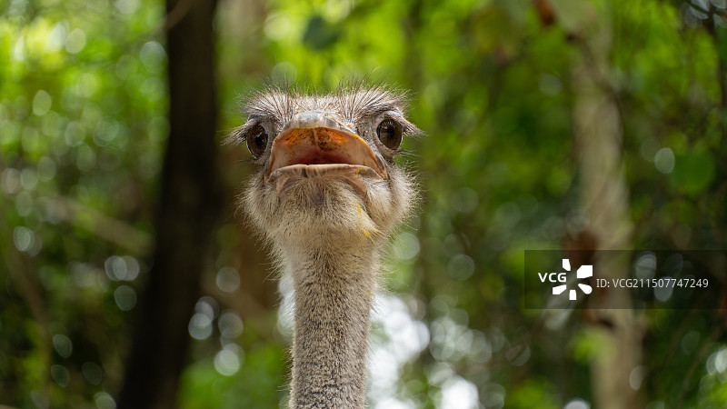 东莞市香市动物园图片素材
