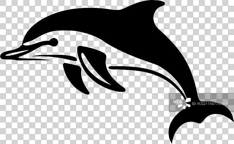 黑白海豚图片素材