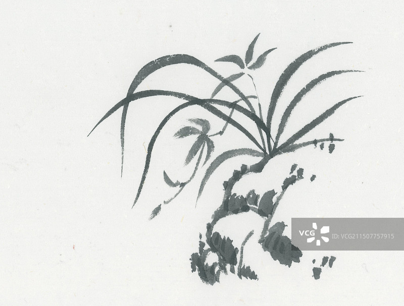 石头上的兰花手绘国风水墨画图片素材