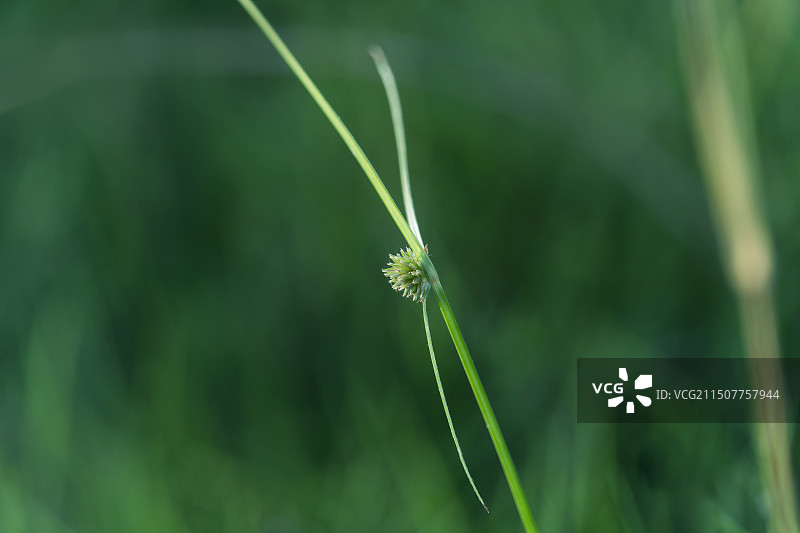 夏天的莎草图片素材