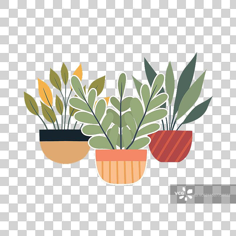 陶罐中的绿色植物图片素材