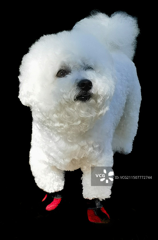 可爱小白狗图片素材