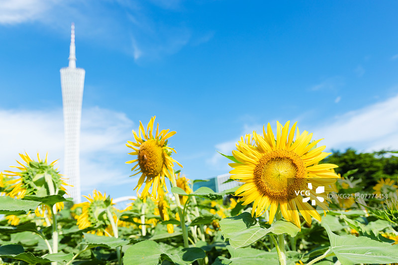 广州盛开的向日葵图片素材