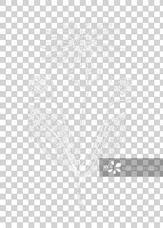 山金车草药植物素描图片素材