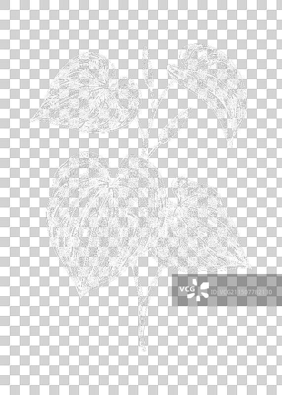 卡瓦胡椒药用植物草图图片素材