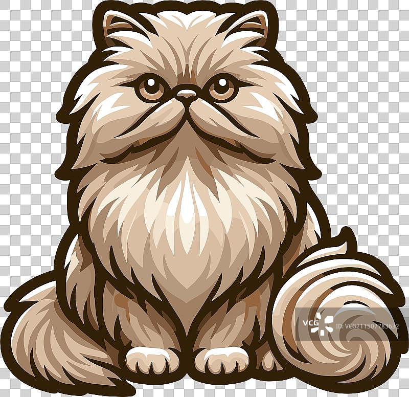 白色背景上的蓬松波斯猫图片素材