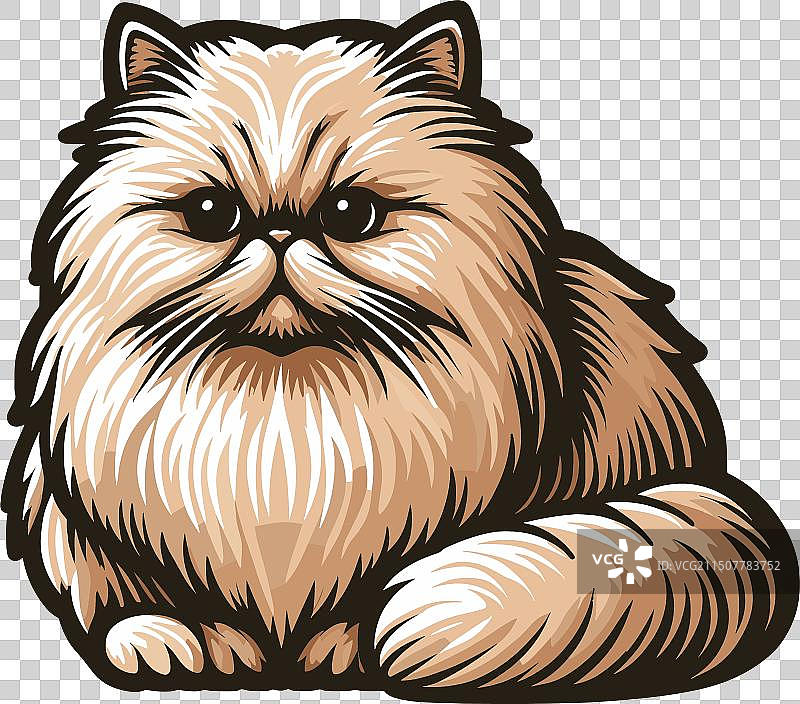 白色背景上的蓬松波斯猫图片素材