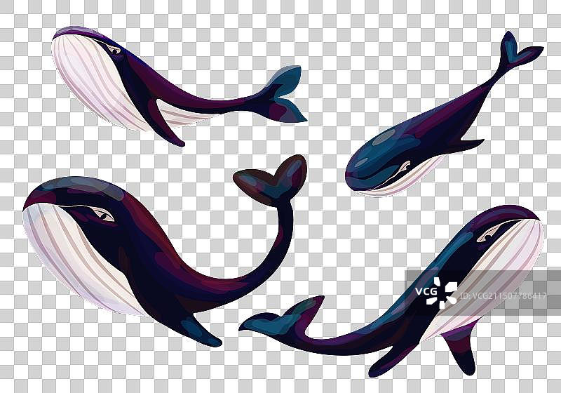 蓝色鲸鱼合集图片素材