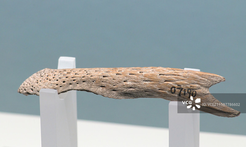 新石器时代_河姆渡遗址_扬子鳄下颚骨_浙江省博物馆图片素材