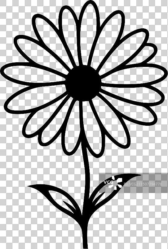 黑白雏菊图片素材