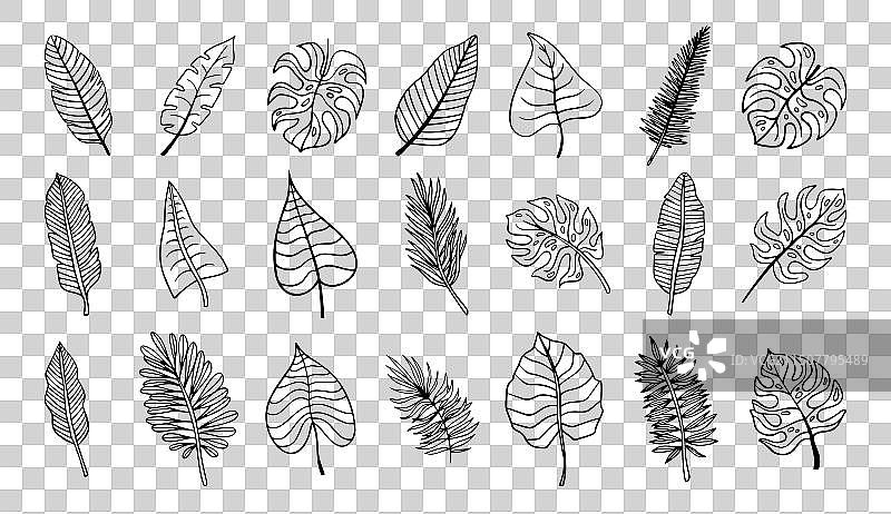 手绘热带棕榈叶植物图片素材