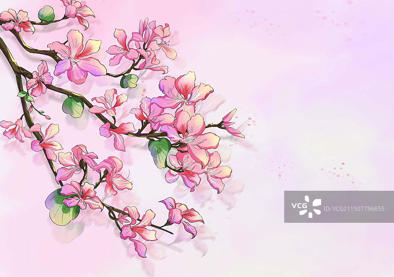 大雪节气盛开的粉红色紫荆花插画横版图片素材