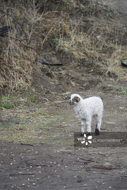 西藏动物白色小羊羊羔特写图片素材