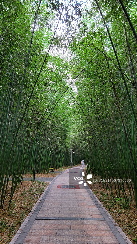 竹林小径图片素材