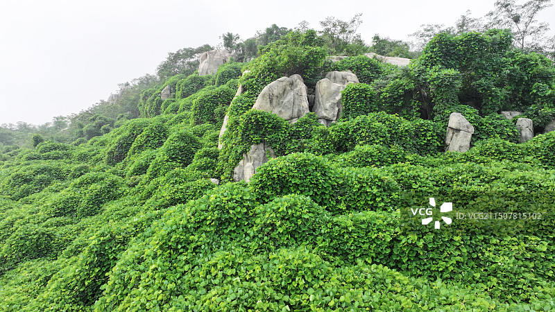 山东枣庄山亭区莲青山繁茂的野生葛根藤蔓宛若绿野仙踪般的童话世界图片素材