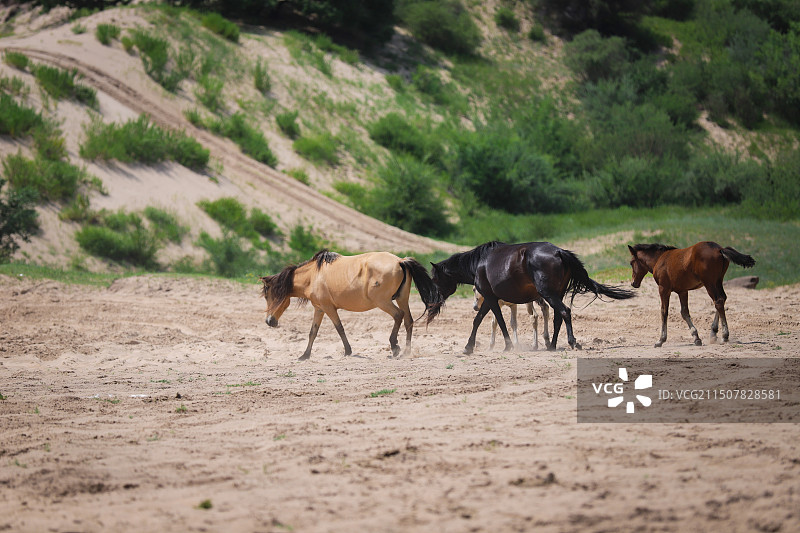 承德御道口草原森林风景区图片素材