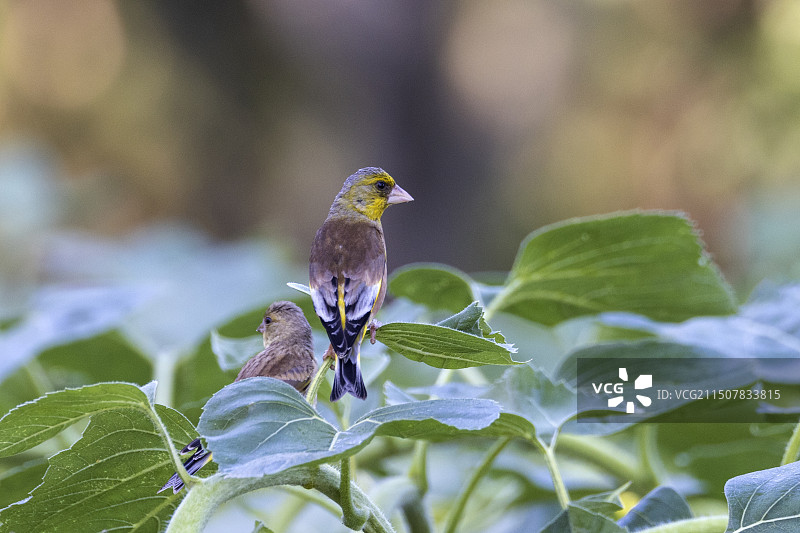 金翅雀图片素材