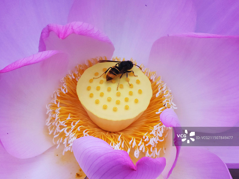 繁花  金雁湖图片素材