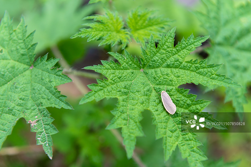 荨麻叶子与昆虫图片素材