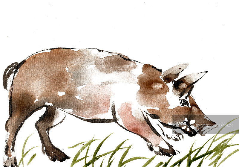 草地上的野猪图片素材