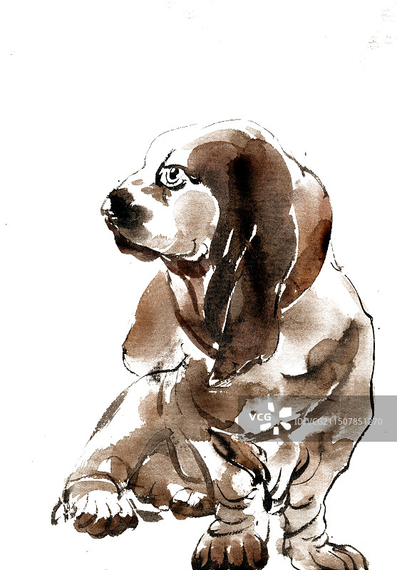 可爱的小狗图片素材