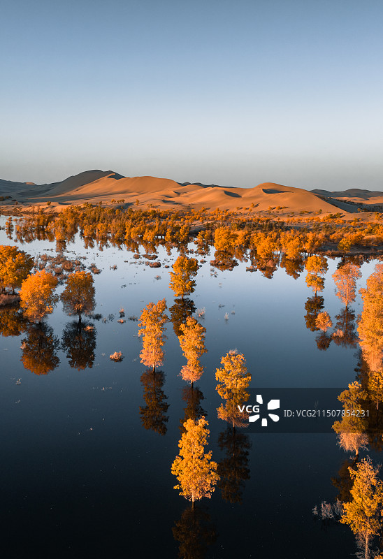 额尔齐斯河胡杨林图片素材