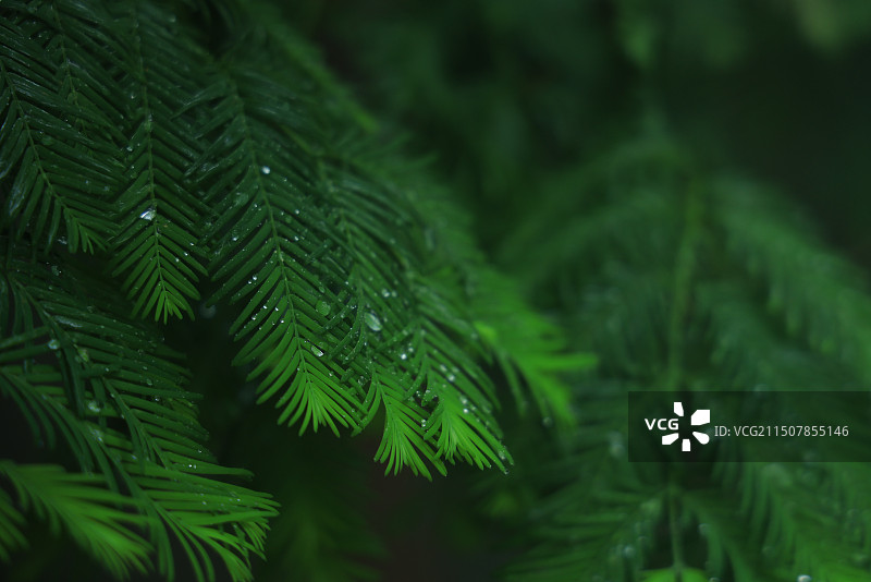 绿色针叶树的特写图片素材