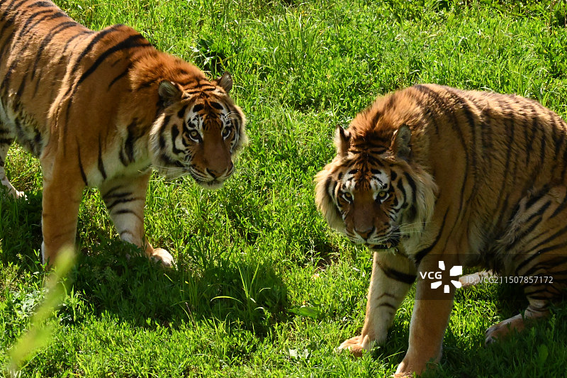 沈阳森林动物园图片素材